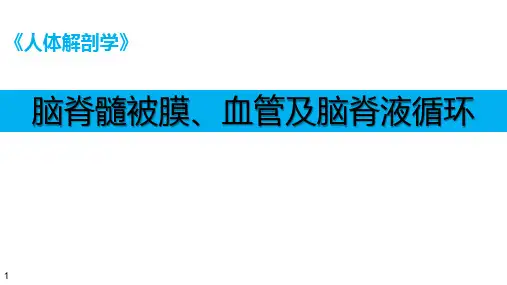 人体解剖学课件：脑脊髓被膜血管