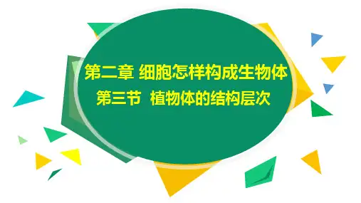 植物体的结构层次ppt课件