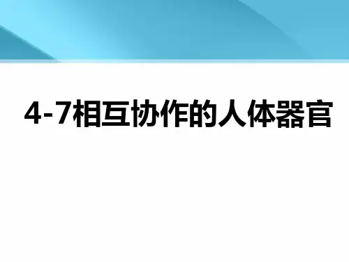 教科版四上第四单元4-7相互协作的人体器官