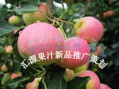 汇源果汁新品推广策划