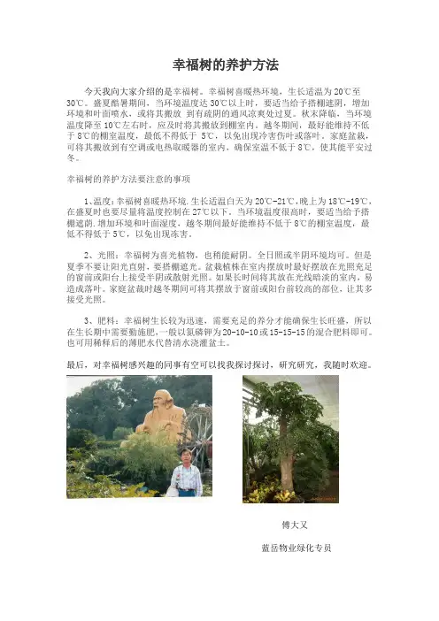 幸福树的养护方法