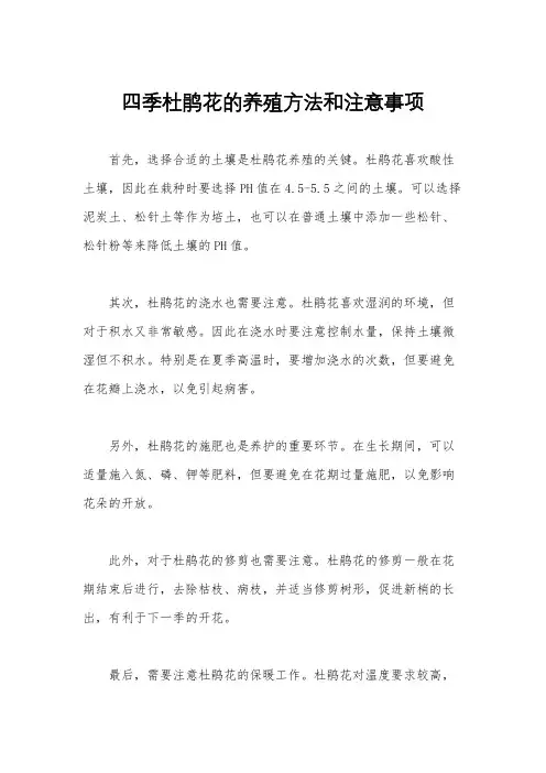 四季杜鹃花的养殖方法和注意事项