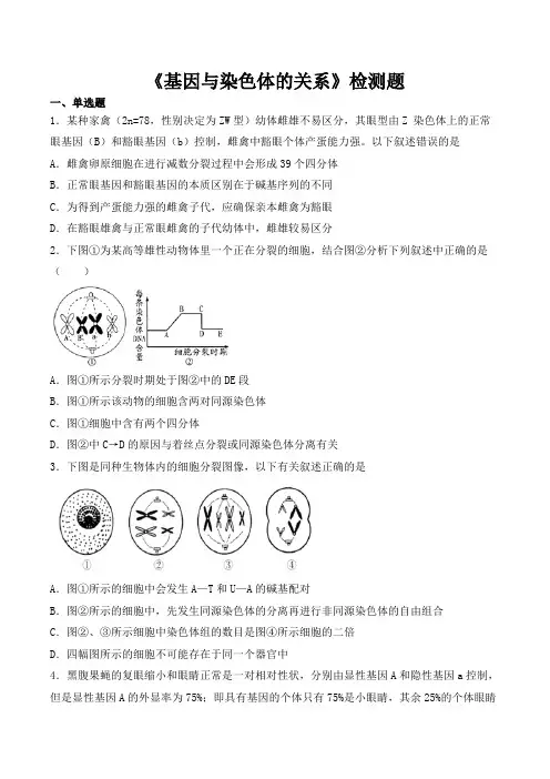人教版高中生物必修2第二章《基因与染色体的关系》检测题(含答案)