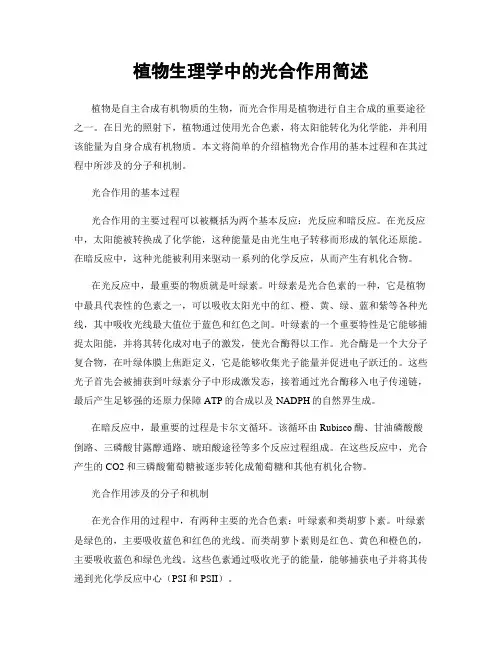 植物生理学中的光合作用简述