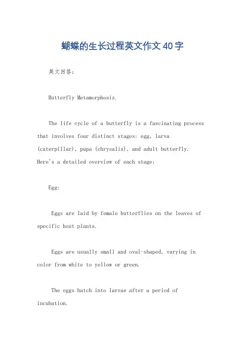 蝴蝶的生长过程英文作文40字