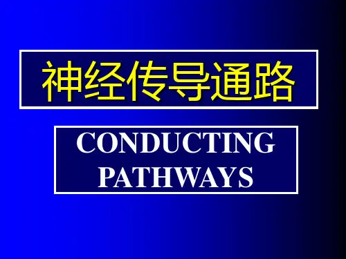 神经传导通路PPT课件