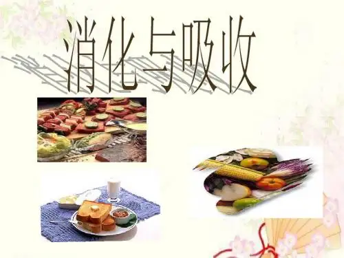 河北省 冀教版 小学 科学 六年级 下册 消化与吸收 课件