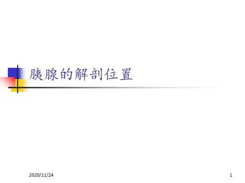 胰腺的解剖位置 ppt课件