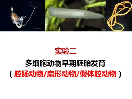 动物学实验报告实验二多细胞动物早期胚胎发育
