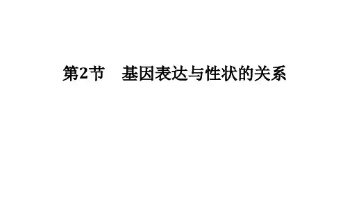 高中人教2019生物必修第二册课件42基因表达与性状的关系