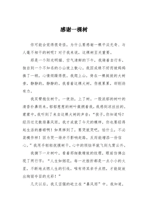 小学六年级作文：感谢一棵树