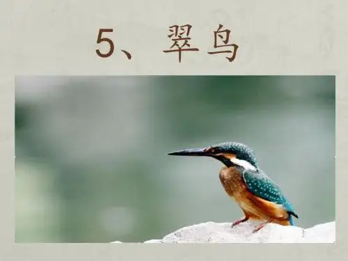 《翠鸟》ppt课件