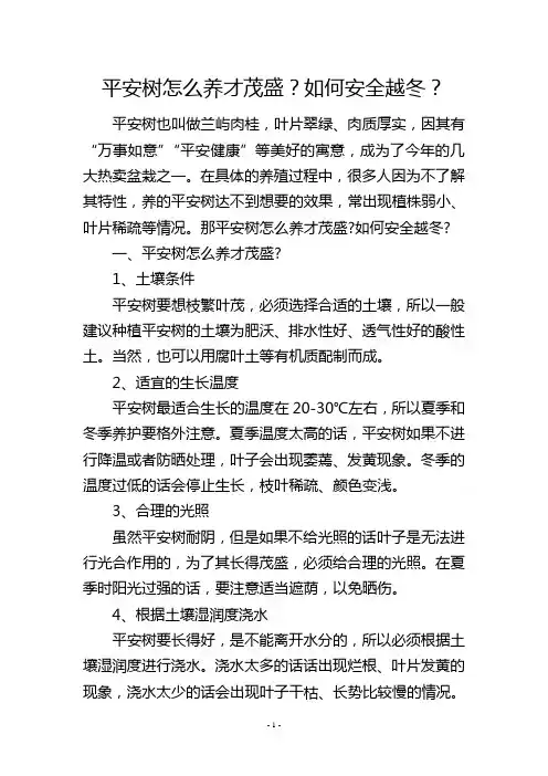 平安树怎么养才茂盛？如何安全越冬？