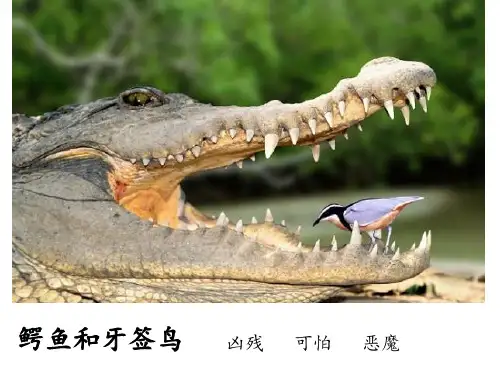 小鳄鱼找朋友