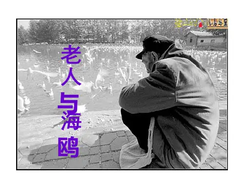 六年级上册语文课件21《老人与海鸥》 人教新课标 (共21张PPT)