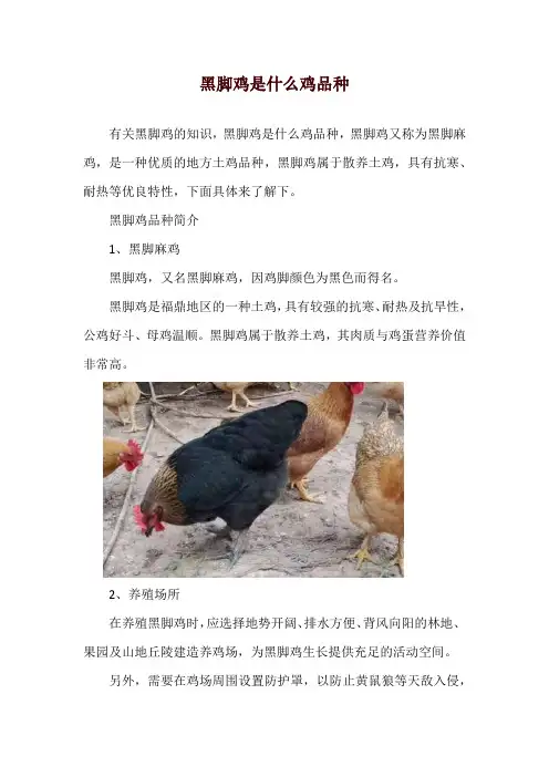 黑脚鸡是什么鸡品种