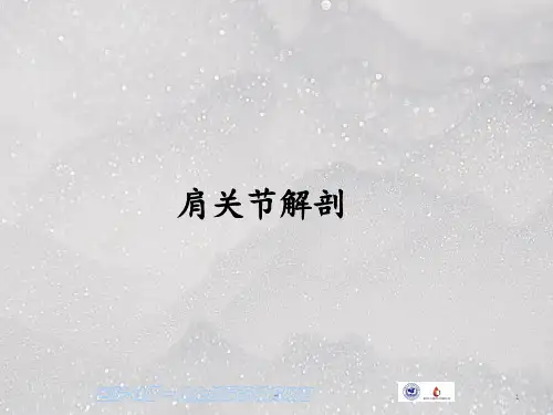 肩关节应用解剖ppt课件