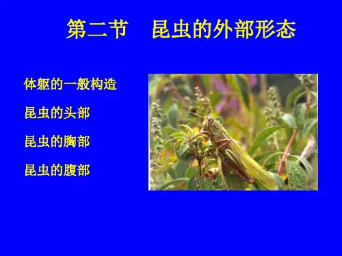 昆虫学-昆虫的形态
