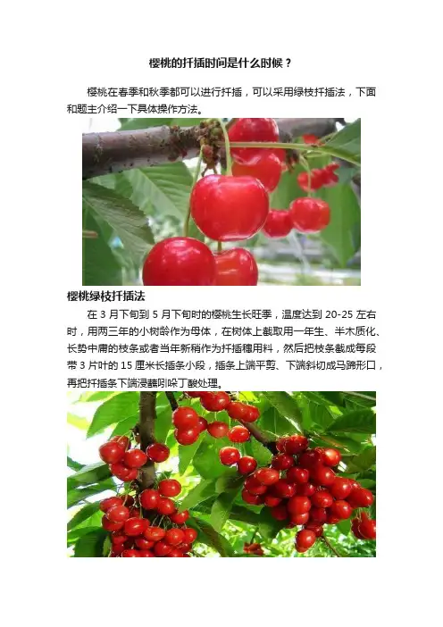 樱桃的扦插时间是什么时候？