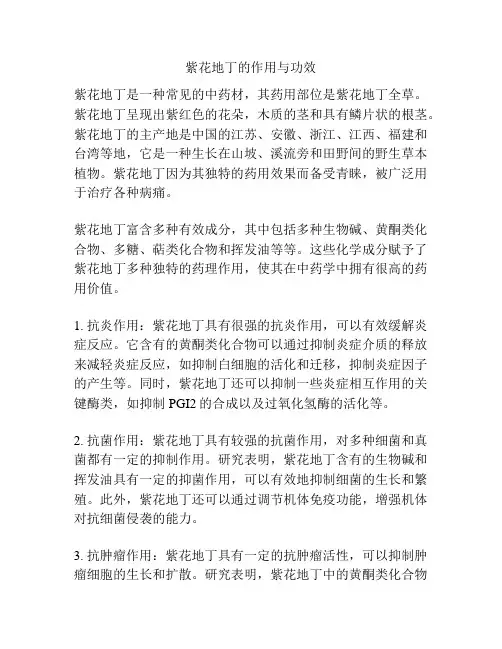 紫花地丁的作用与功效