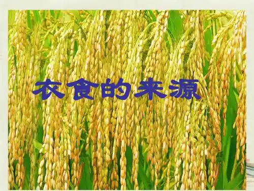 四年级上品德课件-衣食的来源(2)苏教版