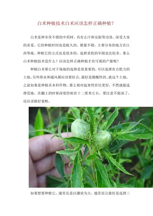 白术种植技术 白术应该怎样正确种植？
