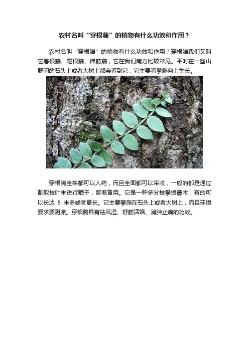 农村名叫“穿根藤”的植物有什么功效和作用？