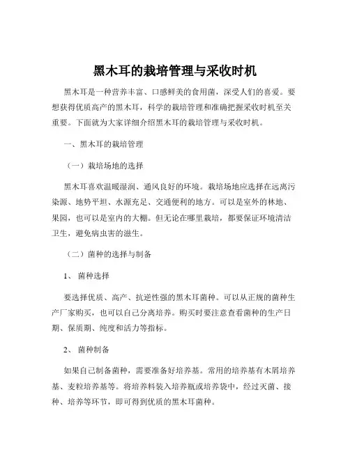 黑木耳的栽培管理与采收时机