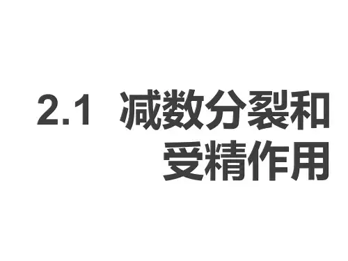 高中生物必修2《第2章遗传信息传递的结构基础第1节染色体是遗传信息的载体二...》495北师大PPT课件