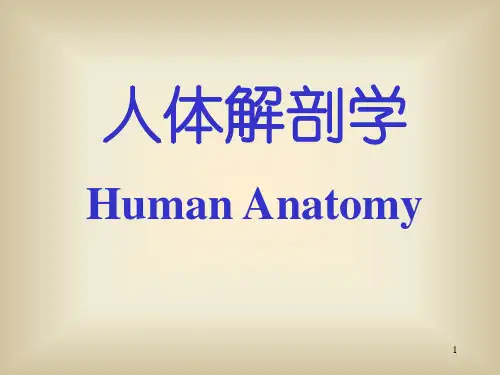 人体解剖学--淋巴系统 PPT课件