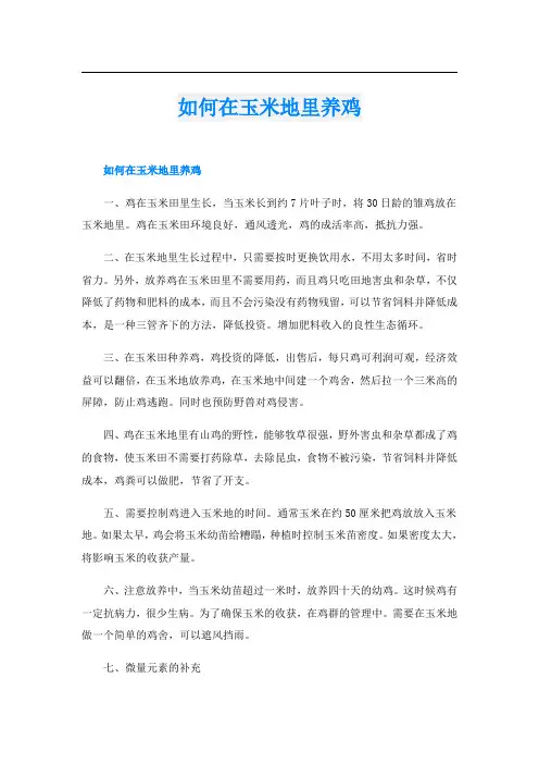 如何在玉米地里养鸡