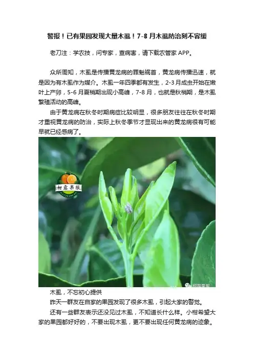 警报！已有果园发现大量木虱！7-8月木虱防治刻不容缓