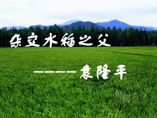 杂交水稻之父袁隆平