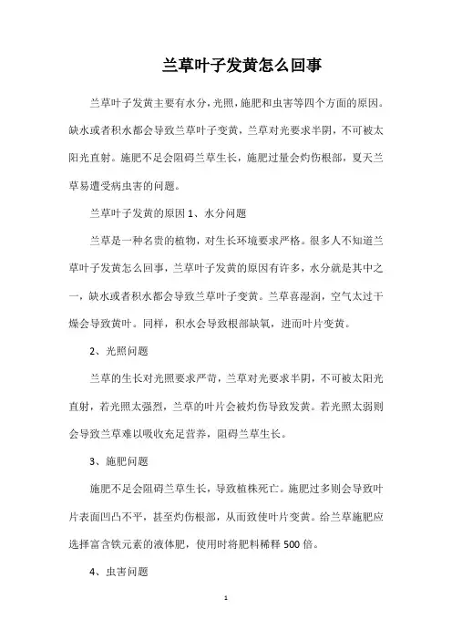 兰草叶子发黄怎么回事