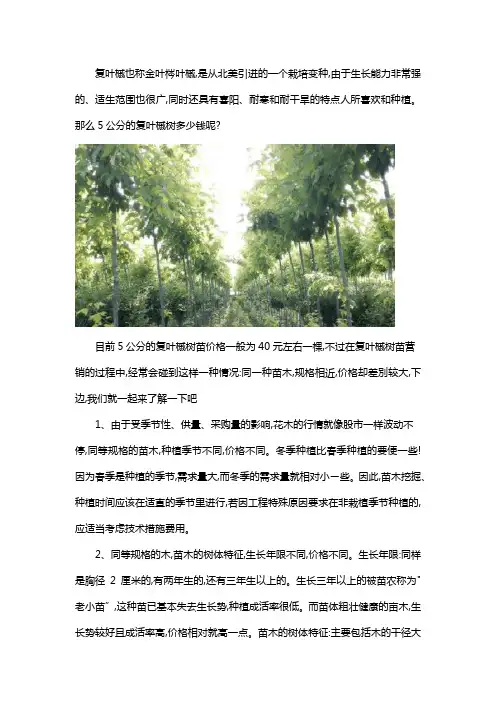 金叶复叶槭5公分价格