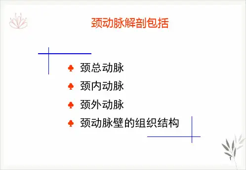 颈动脉的应用解剖PPT课件