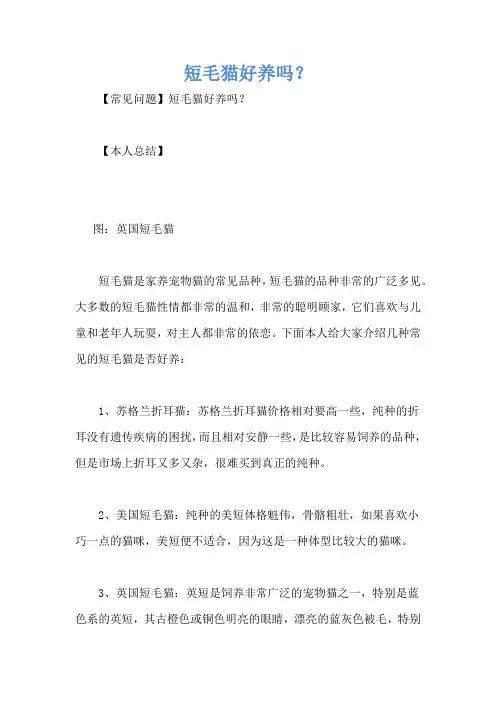 短毛猫好养吗？