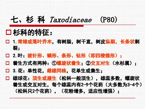 7.杉科 8.三尖杉科、罗汉松科