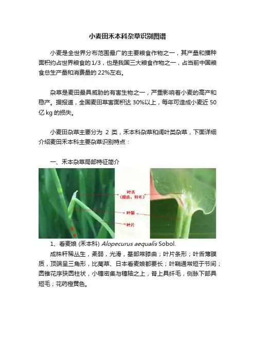 小麦田禾本科杂草识别图谱