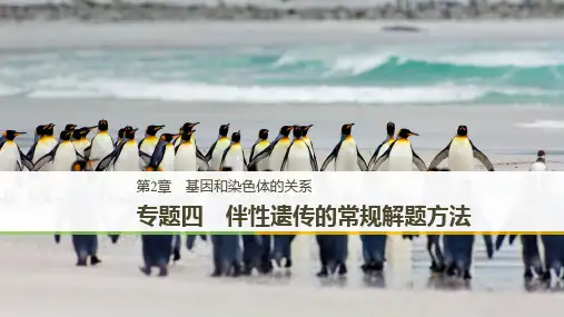 伴性遗传的常规解题方法人教版高中生物必修二教学课件
