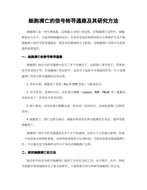 细胞凋亡的信号转导通路及其研究方法