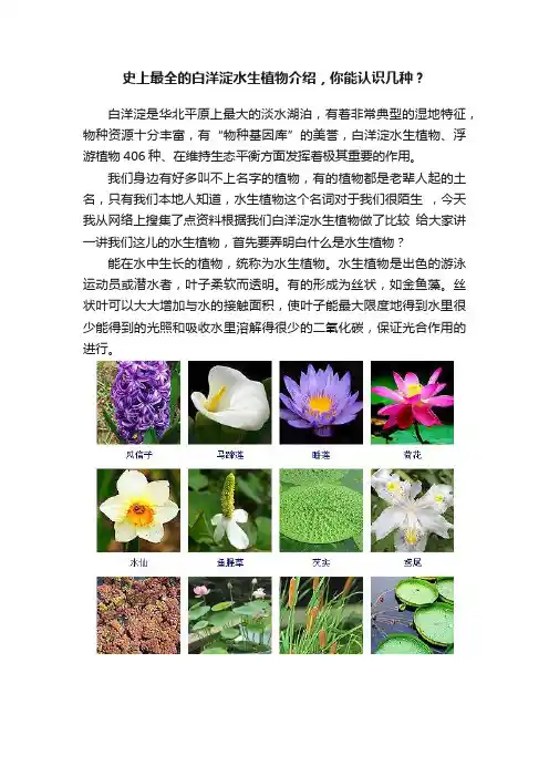 史上最全的白洋淀水生植物介绍，你能认识几种？