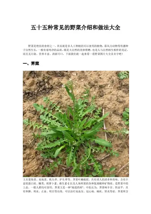 五十五种常见的野菜介绍和做法大全