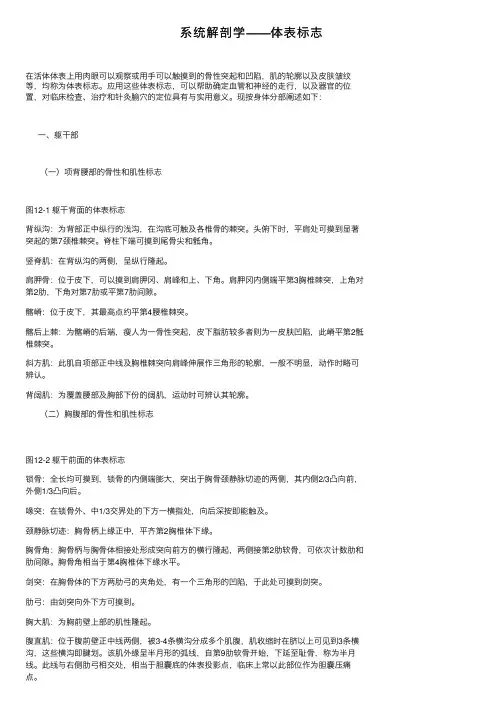 系统解剖学——体表标志