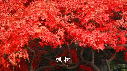 部编三年级下册《我变成了一棵树》课件
