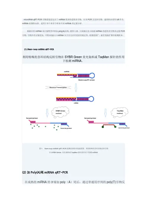 microRNA qRT原理