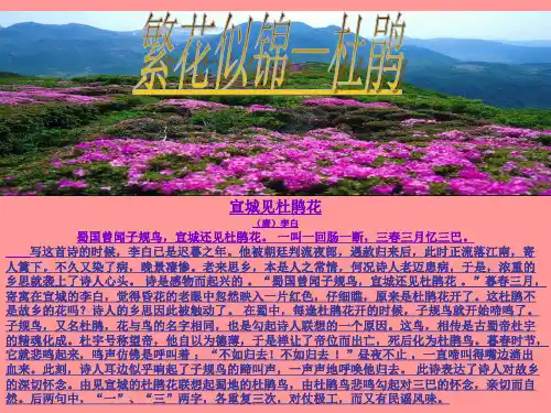 繁花似锦宣城见杜鹃花【唐】李白