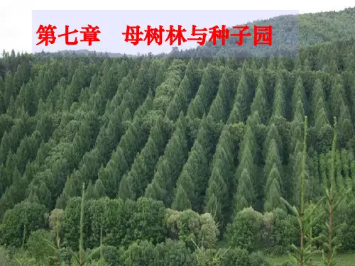 林木育种学：第七章 母树林与种子园