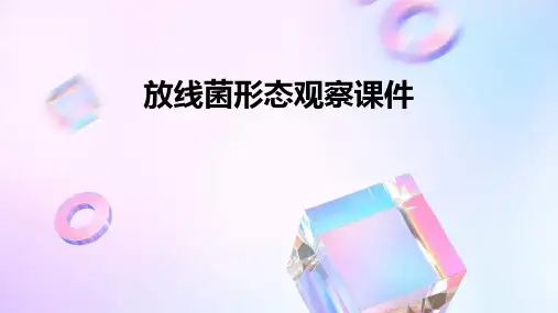 放线菌形态观察课件