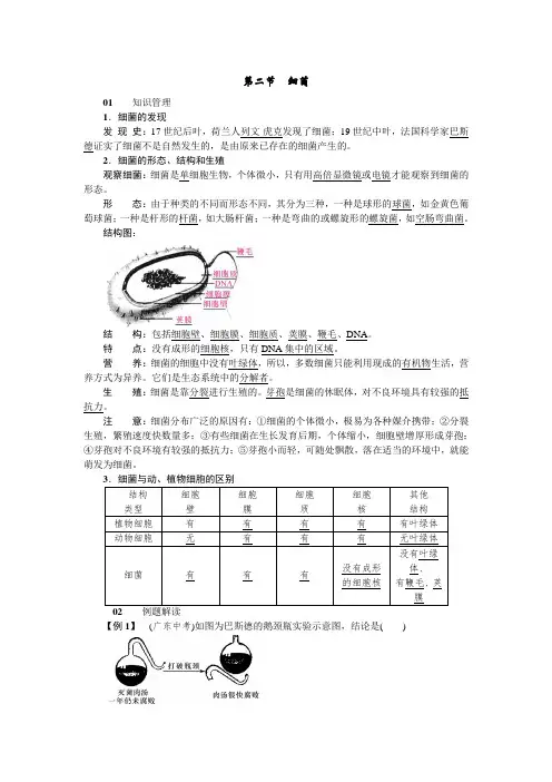 新人教版生物八年级上册-知识讲解  细菌
